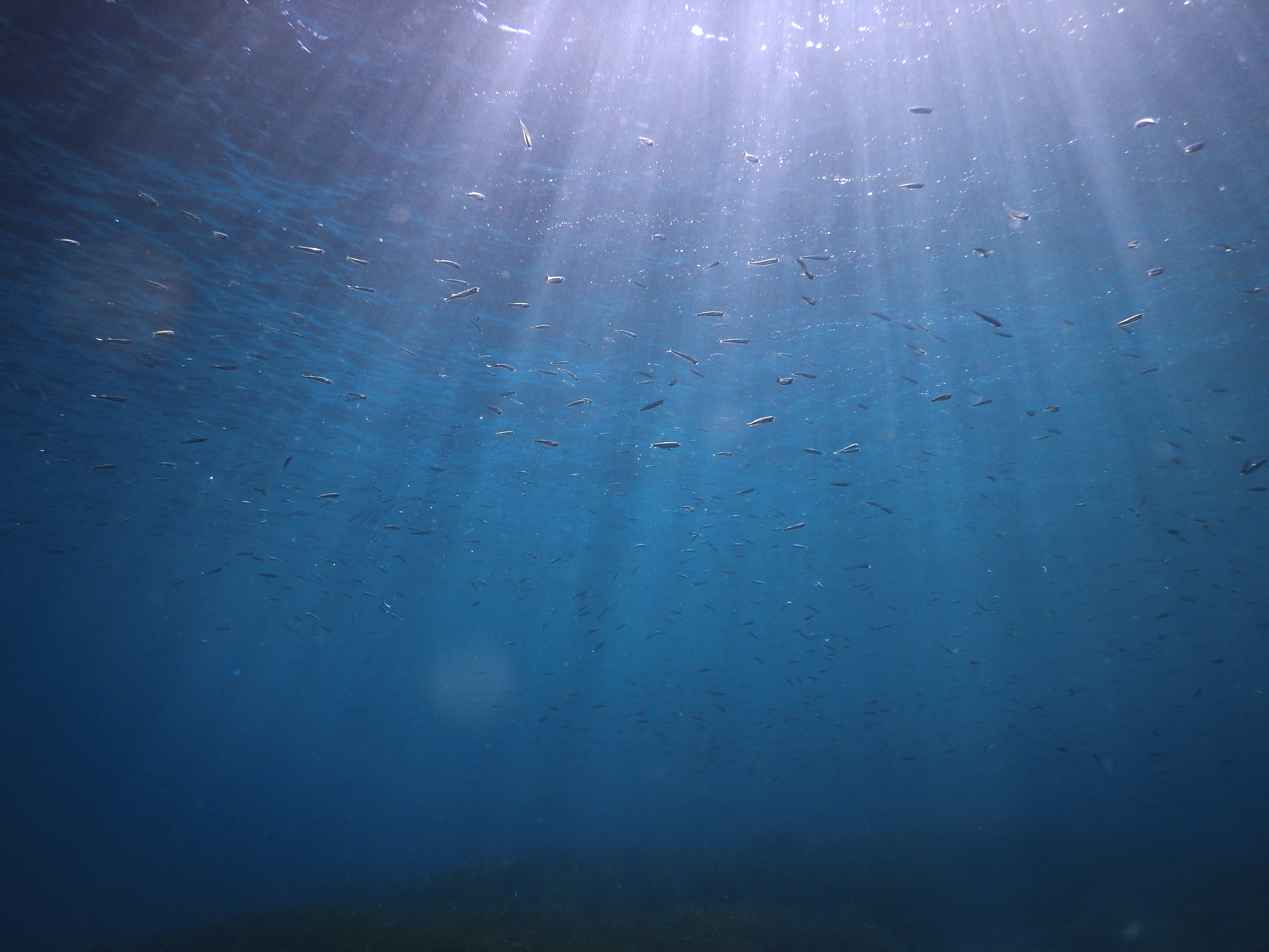 Posidonia oceanica meadow
